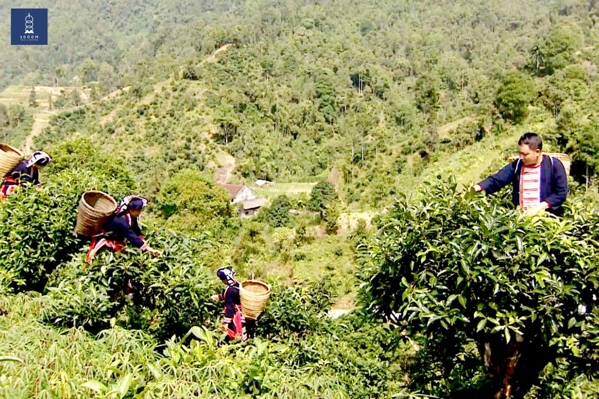 Các đặc điểm trồng trà Shan ở vùng đất Hà Giang