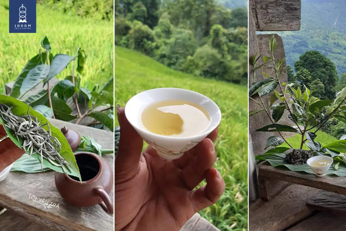 Trà Shan Tuyết Giá Bao Nhiêu? Bí Quyết Lựa Chọn Trà Ngon 3 Những yếu tố ảnh hưởng tới giá trị trà