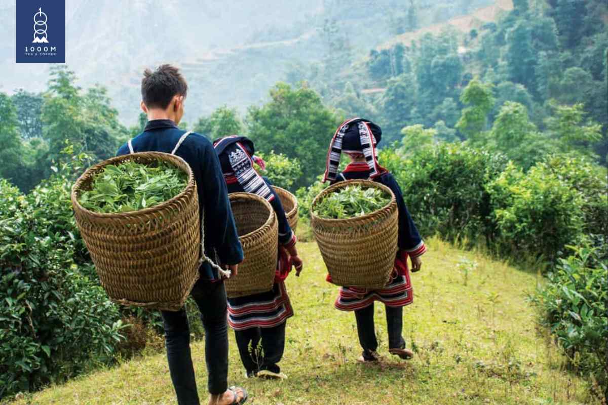 Quá trình thu hoạch khó khăn của trà Shan Tuyết