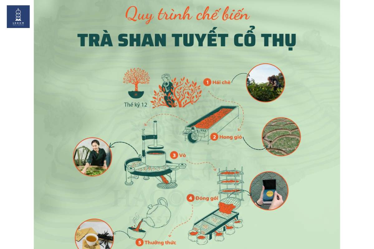 Quy trình làm ra trà Shan thượng hạng