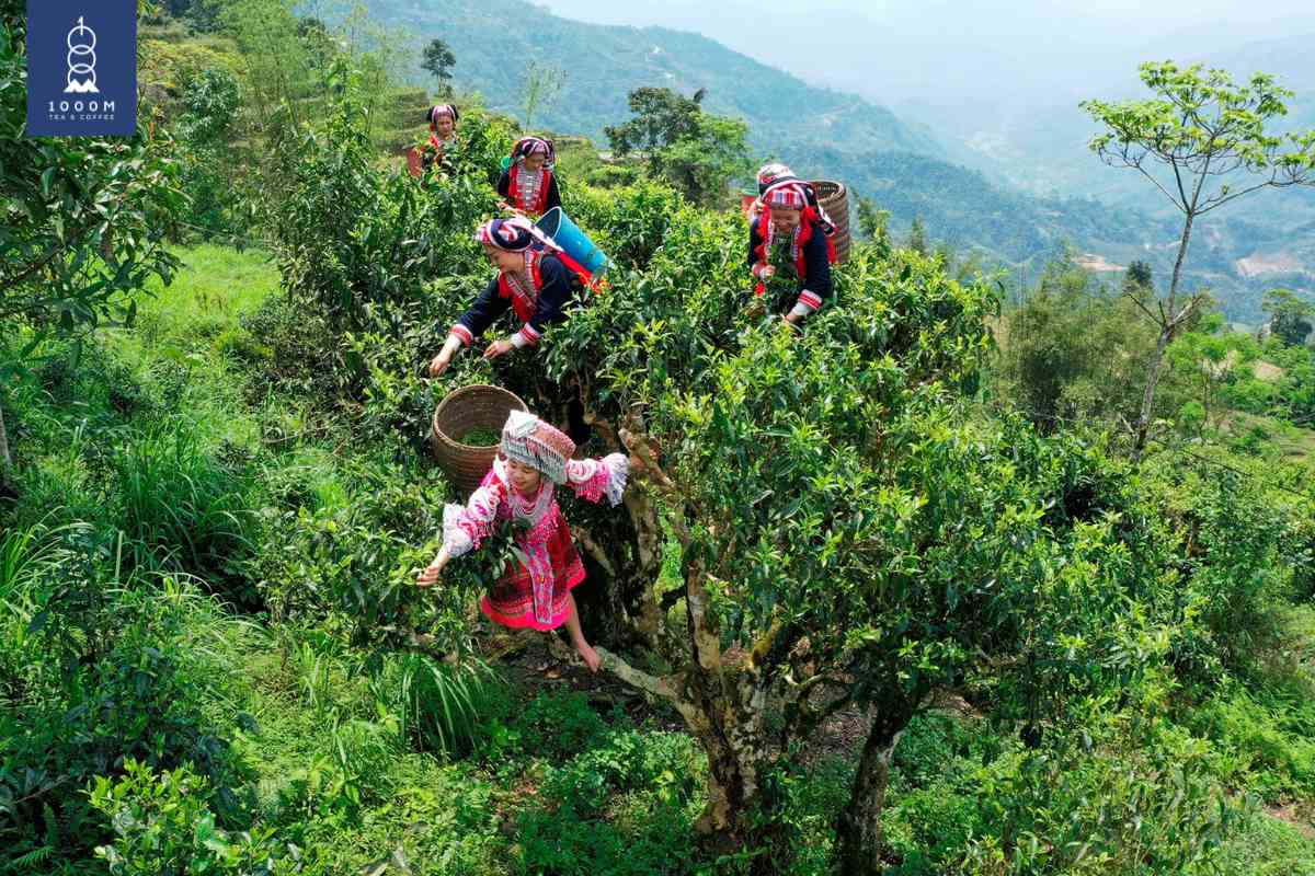 Trà Shan Tuyết Hoàng Su Phì chất lượng cao