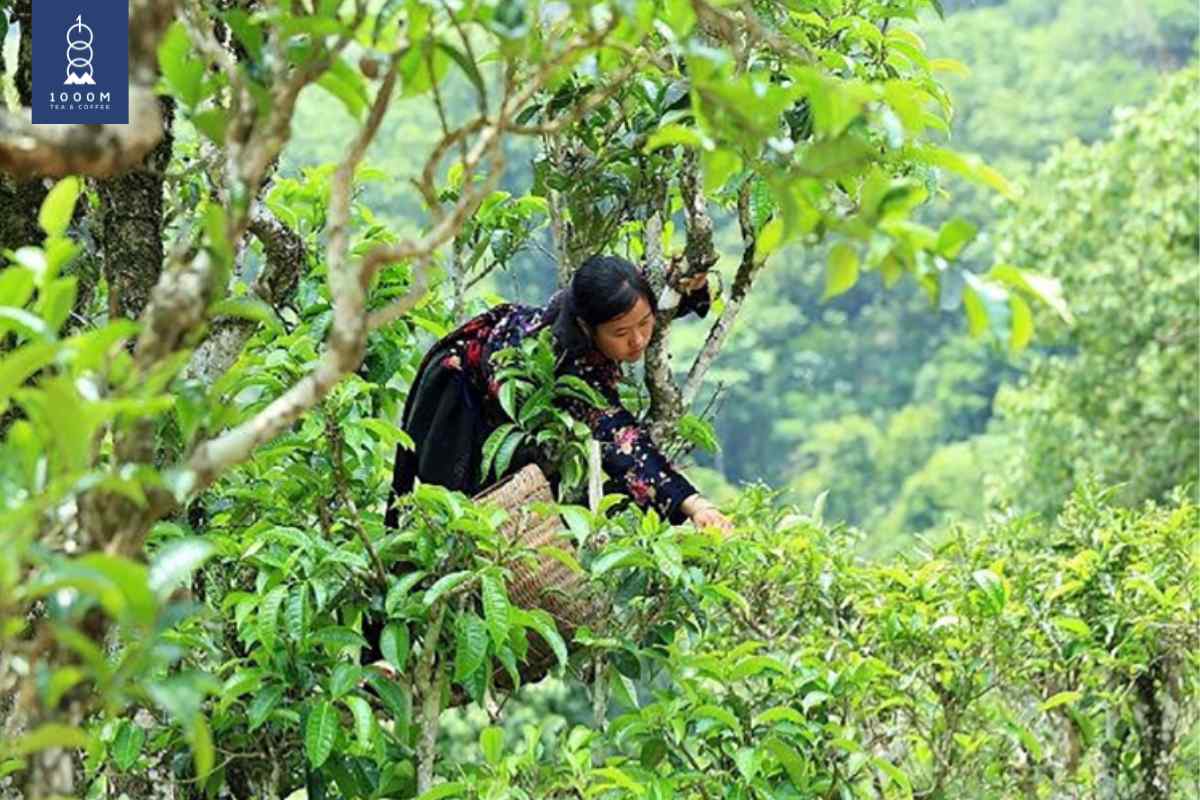 1000M sử dụng trà Shan chất lượng cao, quý hiếm