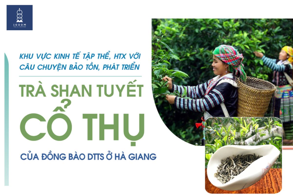 Kinh tế trà Shan Tuyết đặc sản mang lại