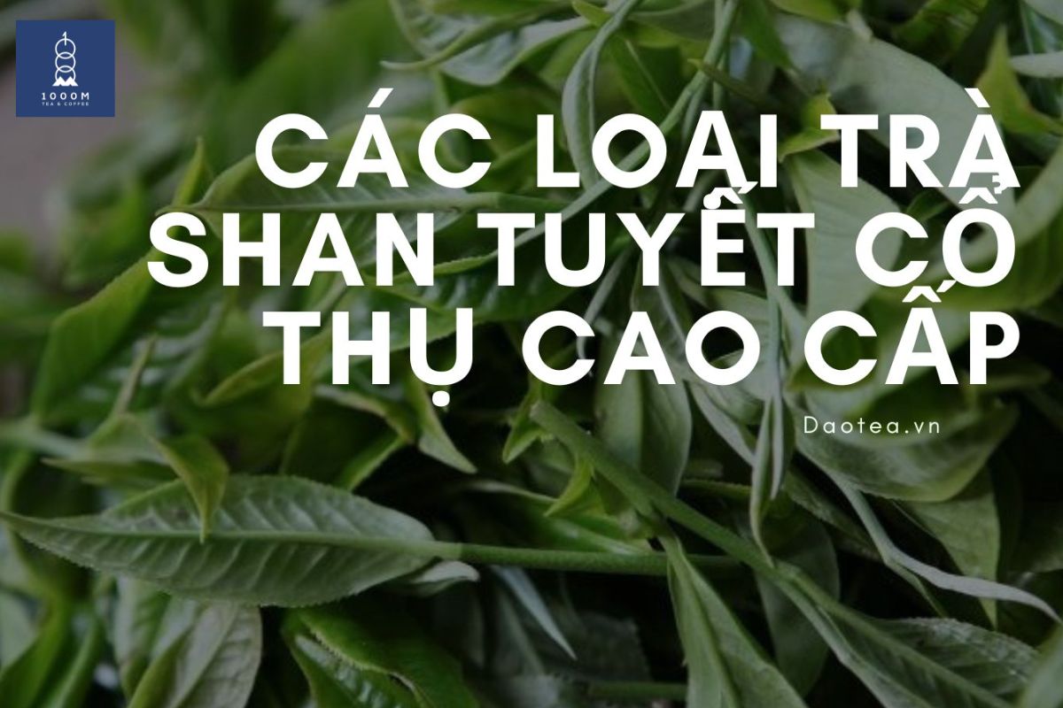 Phân loại trà Shan Tuyết cổ thụ Việt nam