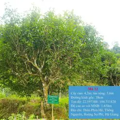 Cay Tra Di San Shan Tuyet ma so 12