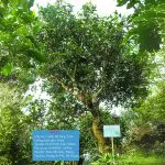 Cây Trà Di Sản Shan Tuyết mã số 17 2 Cay Tra Di San Shan Tuyet ma so 17