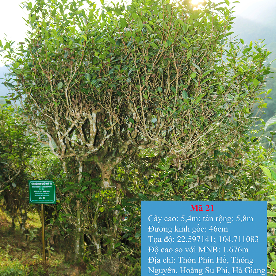 Cây Trà Di Sản Shan Tuyết mã số 21 3 Cay Tra Di San Shan Tuyet ma so 21