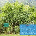 Cây Trà Di Sản Shan Tuyết mã số 24 1 Cay Tra Di San Shan Tuyet ma so 24