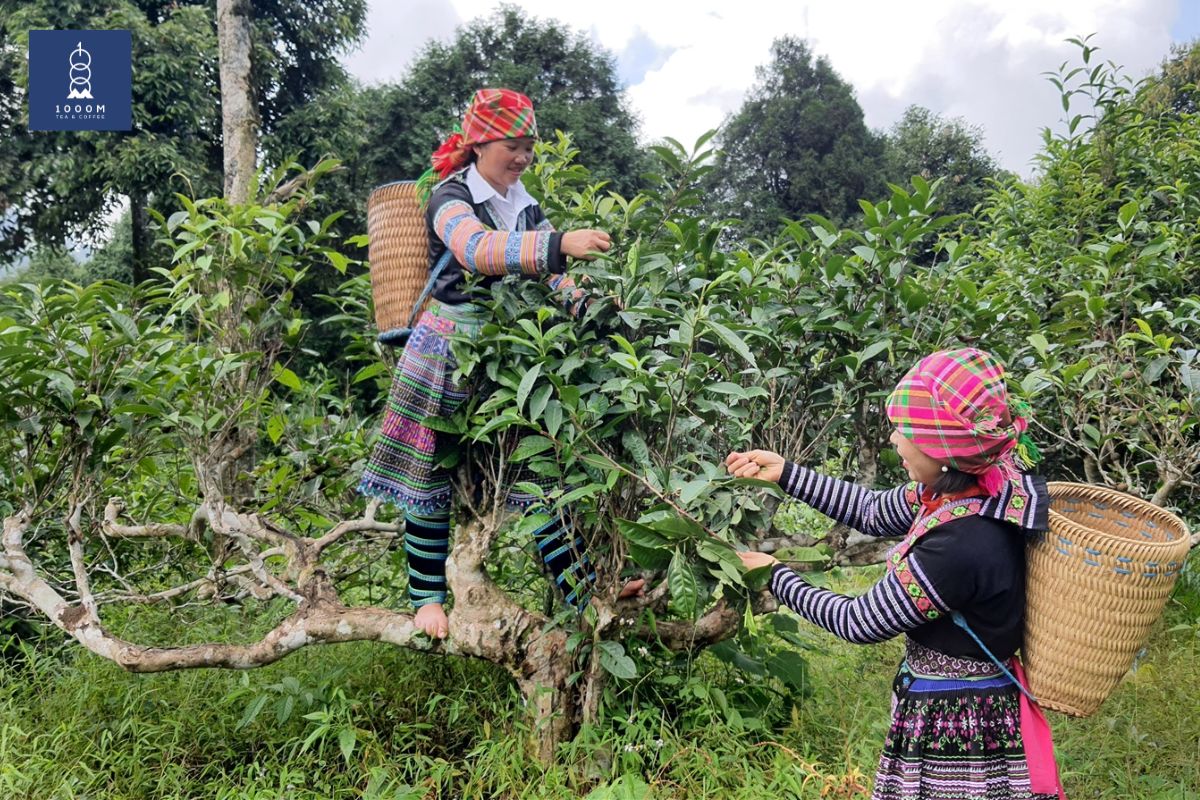 Tiềm năng phát triển của trà Shan Tuyết vùng cao