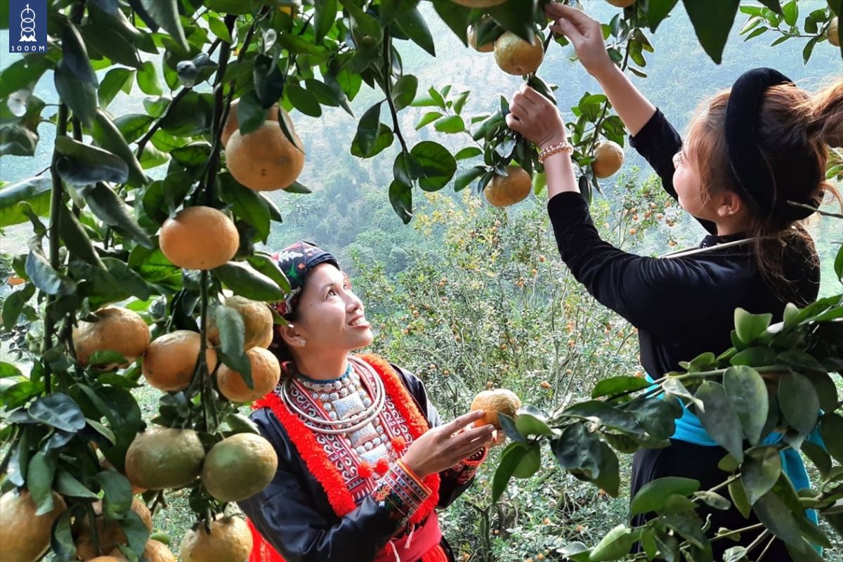 Nguyên liệu cam Sành Hà Giang