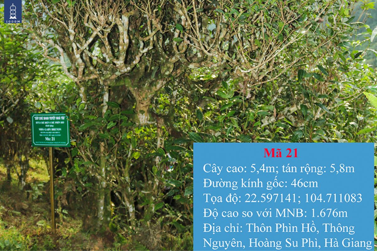 Cây trà di sản đấu giá 21