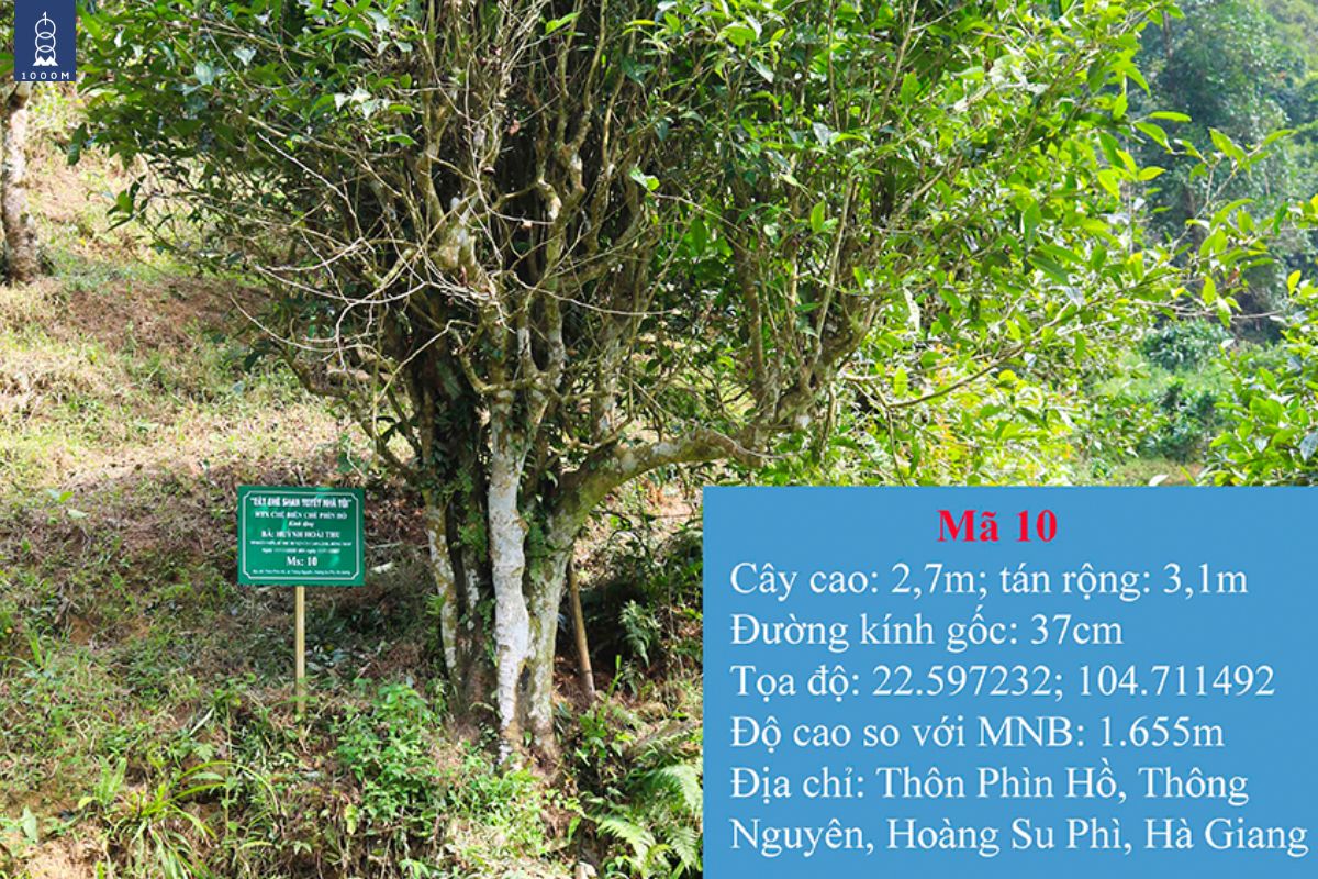 Cây trà di sản đấu giá 10