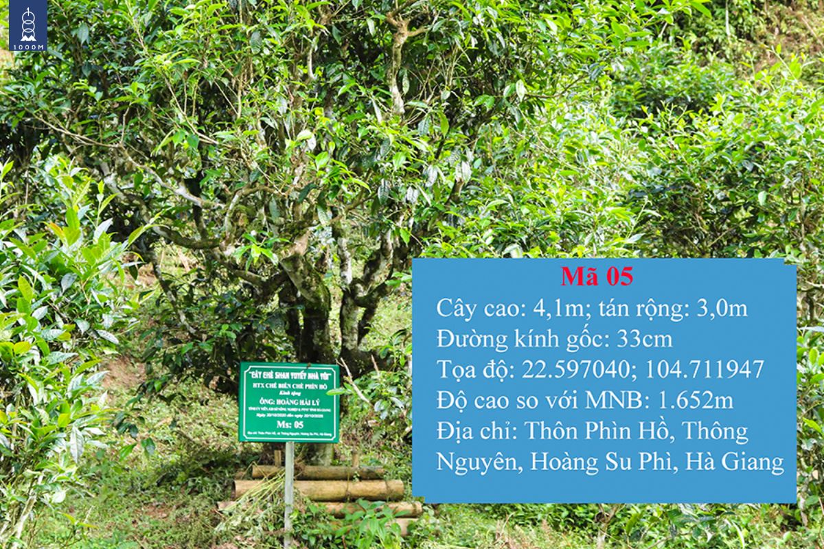 Cây trà di sản đấu giá 05